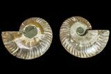 Agatized Ammonite Fossil - Madagascar #145985-1